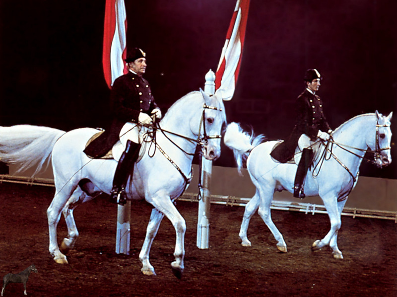 [Equus-SDC Horses] Lippizaners Performing the Pas de Deux; DISPLAY FULL IMAGE.