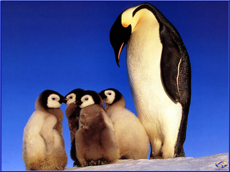[PinSWD Scan - Taschen Calendar] Emperor Penguin And Chicks; DISPLAY FULL IMAGE.