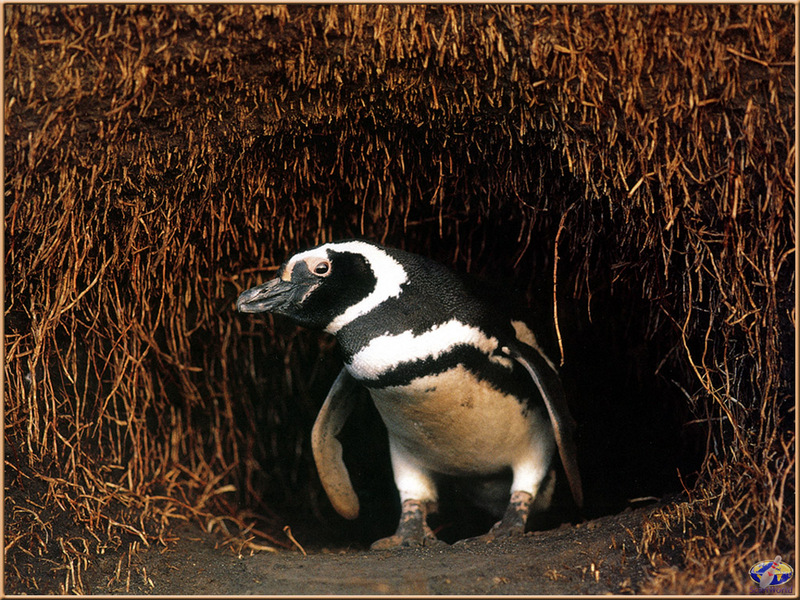 [PinSWD Scan - Taschen Calendar] Magellanic Penguin; DISPLAY FULL IMAGE.