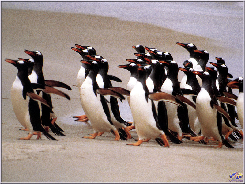 [PinSWD Scan - Taschen Calendar] Gentoo Penguins Running; DISPLAY FULL IMAGE.