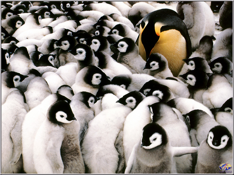 [PinSWD Scan - Taschen Calendar] Emperor Penguin With Chicks; DISPLAY FULL IMAGE.