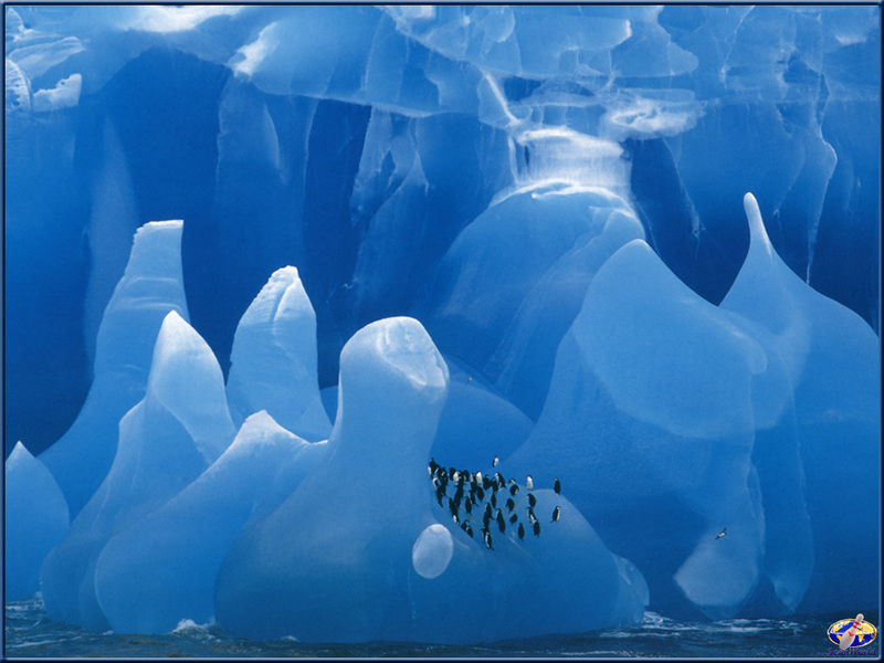 [PinSWD Scan - Taschen Calendar] Chinstrap Penguins On Iceberg; DISPLAY FULL IMAGE.