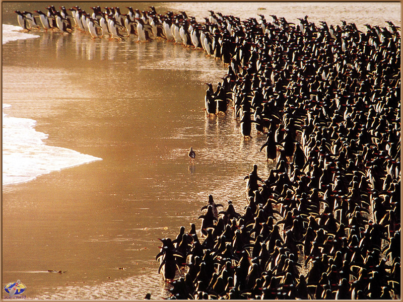 [PinSWD Scan - Taschen Calendar] Gentoo Penguins on Beach; DISPLAY FULL IMAGE.