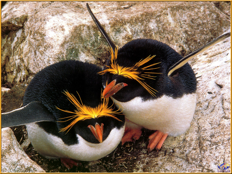 [PinSWD Scan - Taschen Calendar] Macaroni Penguin Couple; DISPLAY FULL IMAGE.