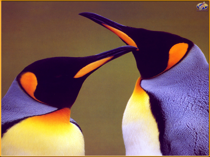 [PinSWD Scan - Taschen Calendar] King Penguins; DISPLAY FULL IMAGE.