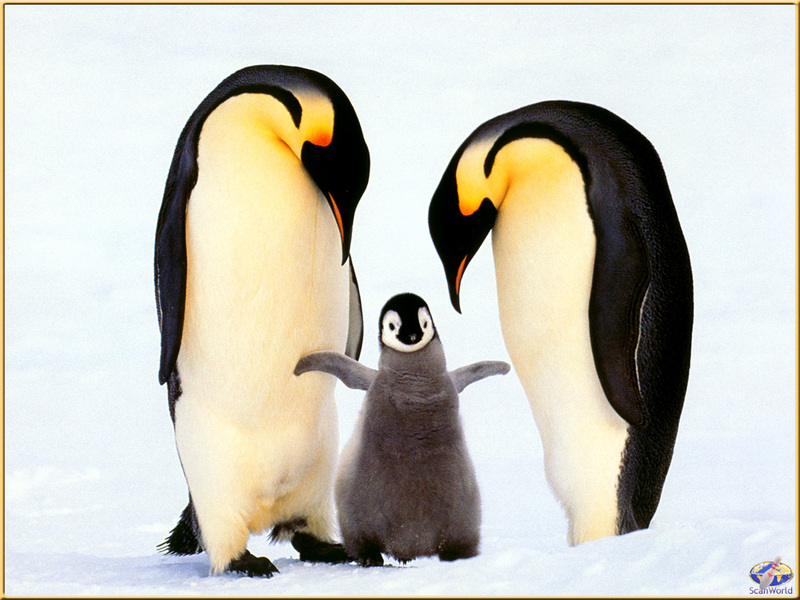 [PinSWD Scan - Taschen Calendar] Emperor Penguin Family; DISPLAY FULL IMAGE.