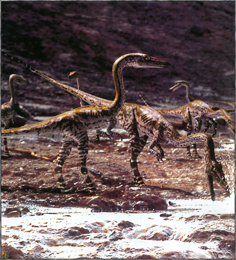 [Fafnir Scan - Walking with Dinosaurs] Coelophysis; DISPLAY FULL IMAGE.