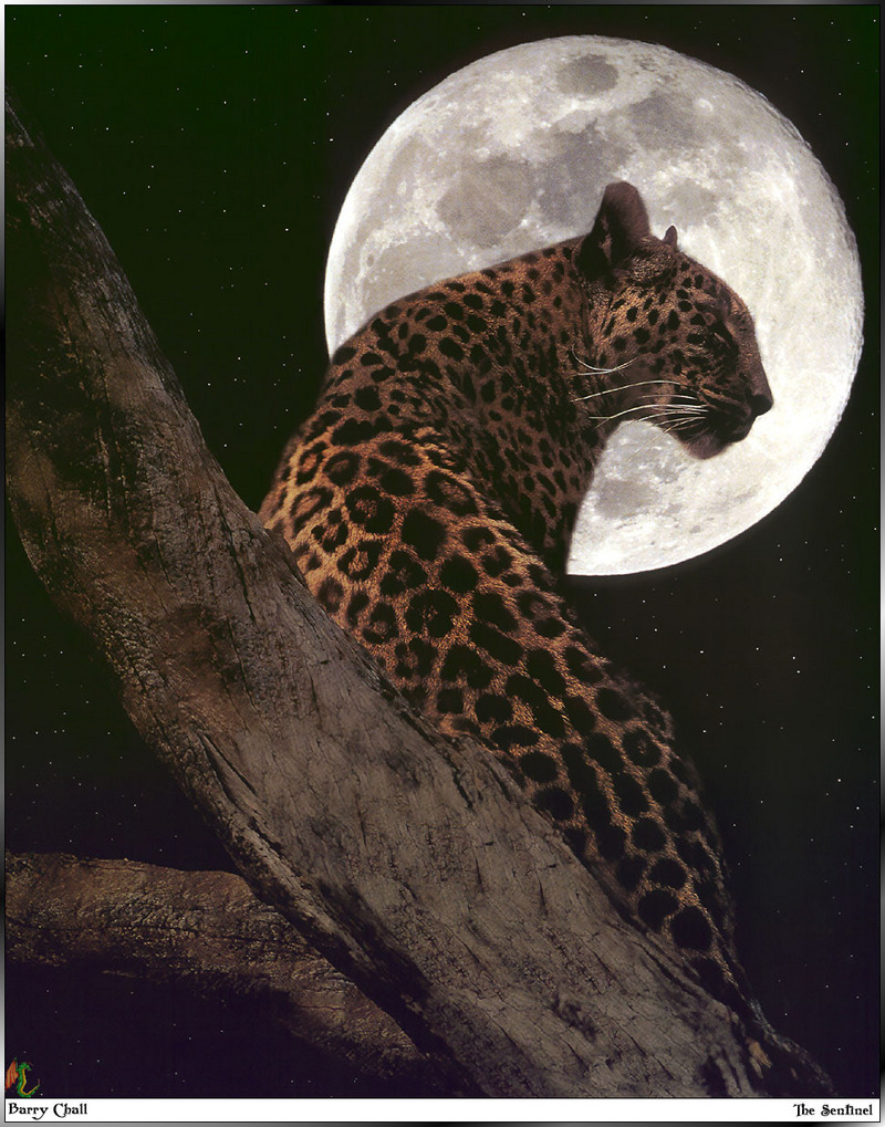 [Fafnir Scan - Barry Chall] 'Animal Sprit' - 1996 Calendar - The-Sentinel (Leopard); DISPLAY FULL IMAGE.