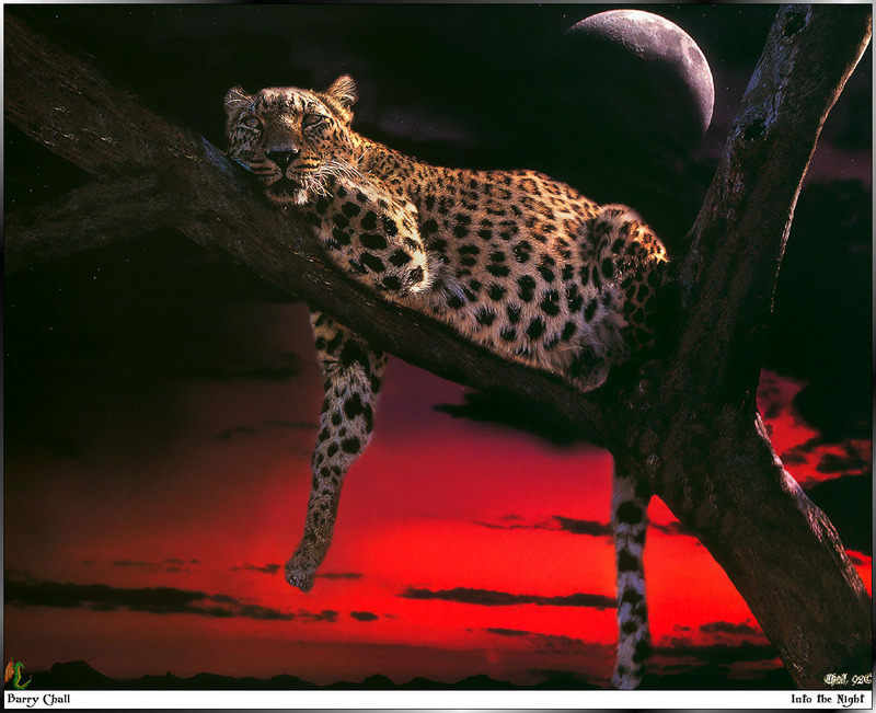 [Fafnir Scan - Barry Chall] 'Animal Sprit' - 1996 Calendar - Into-the-Night (Leopard); DISPLAY FULL IMAGE.