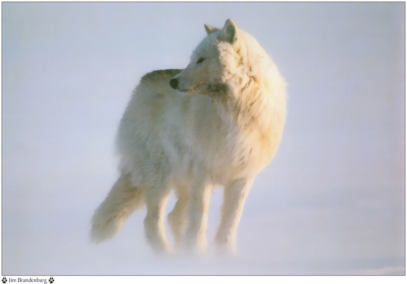 [Fafnir Scan - Jim Brandenburg] 'Brother Wolf' - 1998 Calendar; DISPLAY FULL IMAGE.