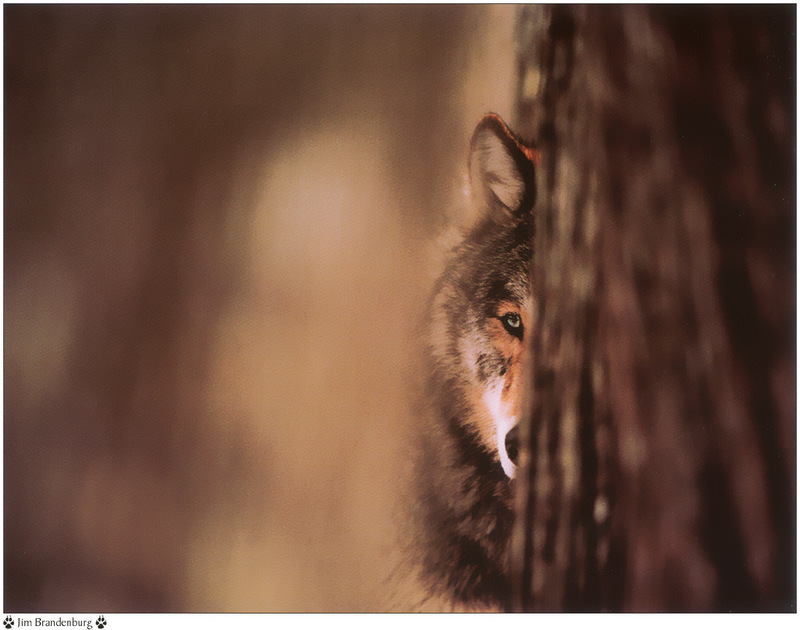 [Fafnir Scan - Jim Brandenburg] 'Brother Wolf' - 1998 Calendar; DISPLAY FULL IMAGE.