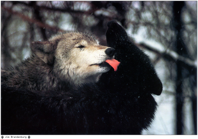 [Fafnir Scan - Jim Brandenburg] 'Brother Wolf' - 1998 Calendar; DISPLAY FULL IMAGE.