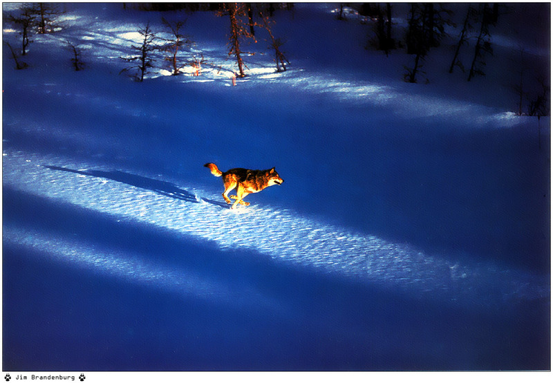 [Fafnir Scan - Jim Brandenburg] 'Brother Wolf' - 1998 Calendar; DISPLAY FULL IMAGE.