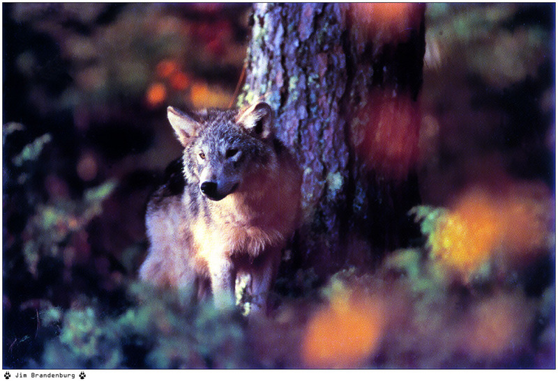 [Fafnir Scan - Jim Brandenburg] 'Brother Wolf' - 1998 Calendar; DISPLAY FULL IMAGE.