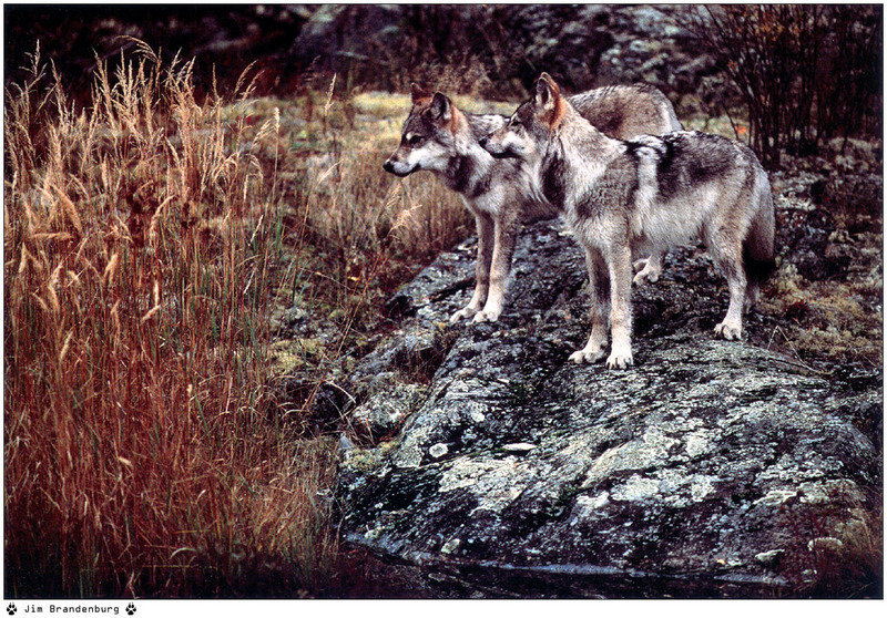 [Fafnir Scan - Jim Brandenburg] 'Brother Wolf' - 1998 Calendar; DISPLAY FULL IMAGE.