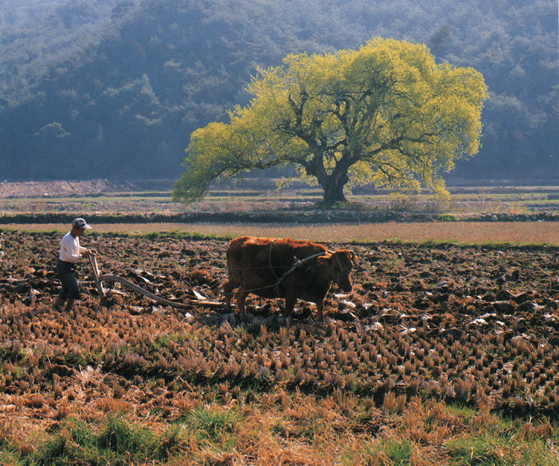 [Scenes of Korea] Korean Cow ploughs (한우의 쟁기질); DISPLAY FULL IMAGE.