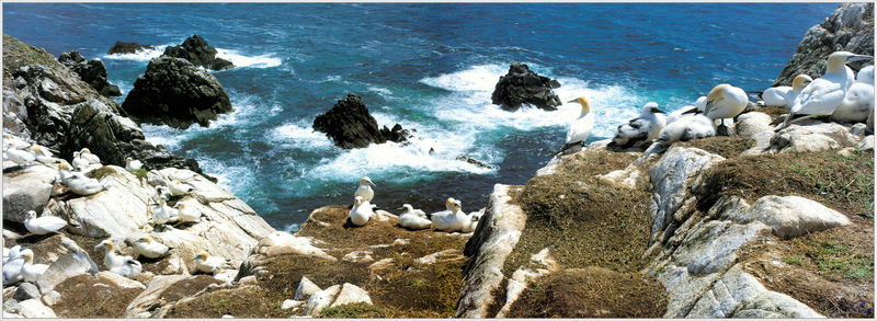 [Minnie Scenes SWD] Northern Gannet colony, Saltee Islands, Ireland; DISPLAY FULL IMAGE.