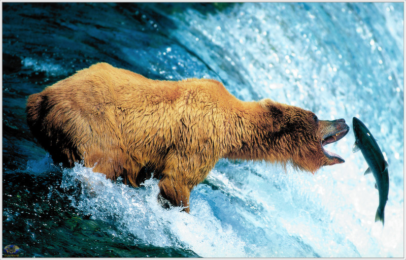 [Minnie Scenes SWD] Brown Bear catching salmon, Brooks Falls, Alaska; DISPLAY FULL IMAGE.
