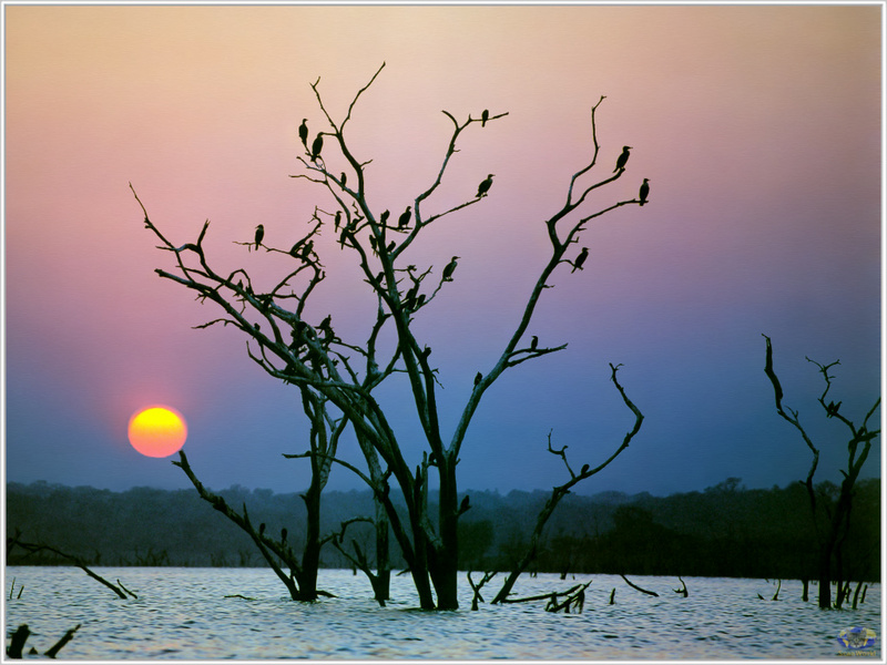 [Minnie Scenes SWD] Cormorants in Sunset, Lake Kariba, Zimbabwe; DISPLAY FULL IMAGE.