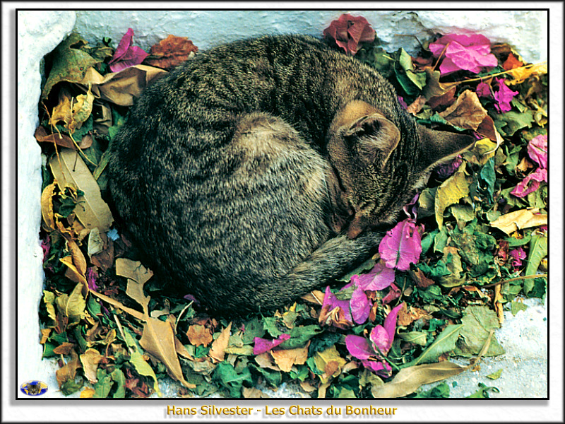 [Minnie Visions SWD] Hans Silvester - Les Chats du Bonheur; DISPLAY FULL IMAGE.