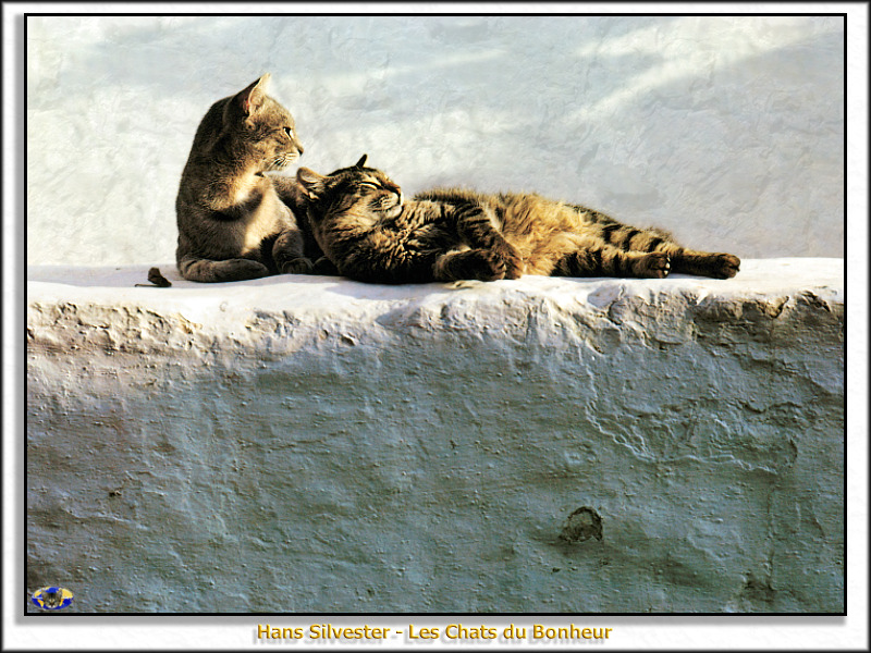[Minnie Visions SWD] Hans Silvester - Les Chats du Bonheur; DISPLAY FULL IMAGE.