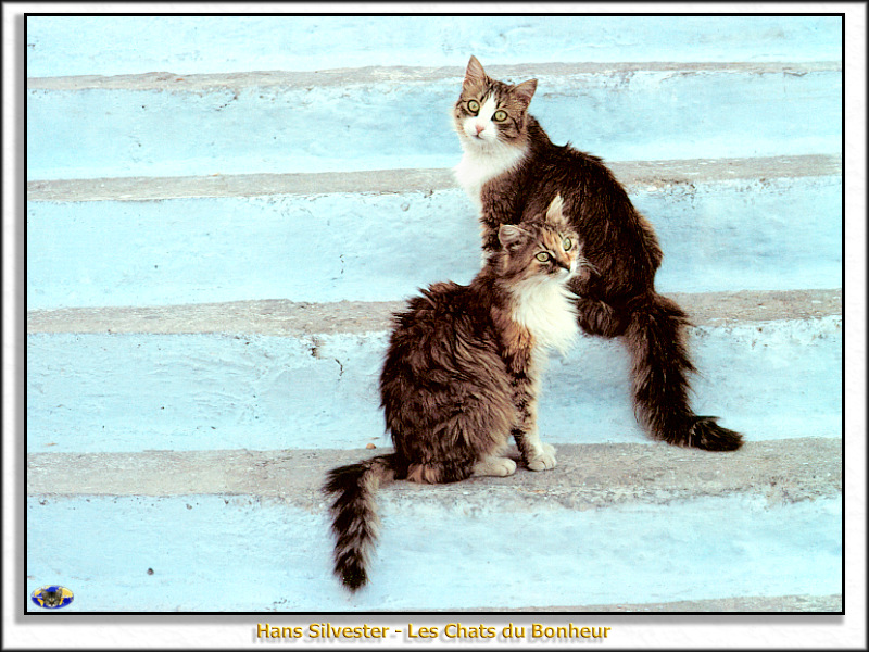 [Minnie Visions SWD] Hans Silvester - Les Chats du Bonheur; DISPLAY FULL IMAGE.