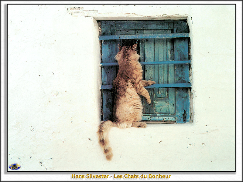 [Minnie Visions SWD] Hans Silvester - Les Chats du Bonheur; DISPLAY FULL IMAGE.