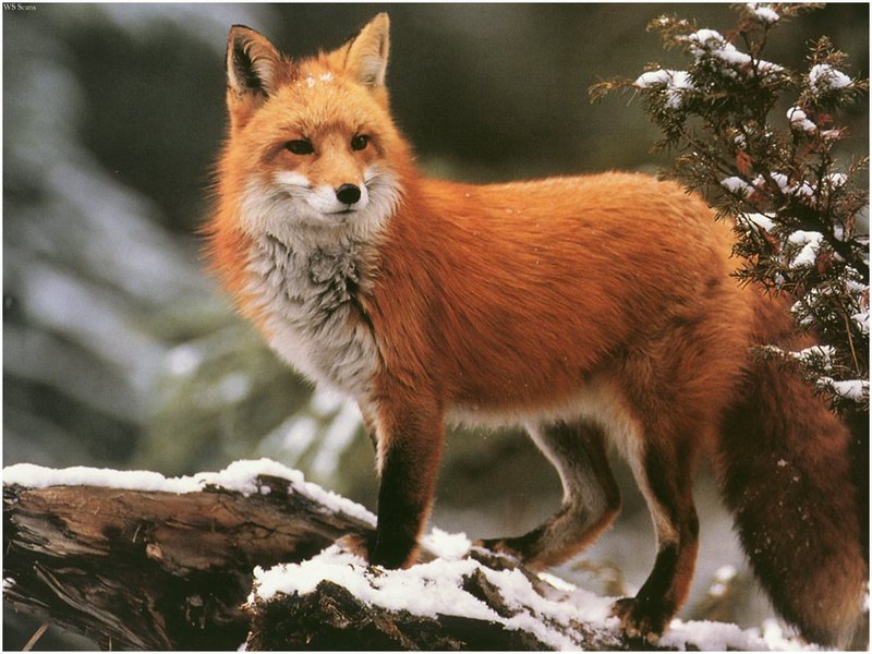 [WillyStoner Scans - Wildlife] Red Fox; DISPLAY FULL IMAGE.