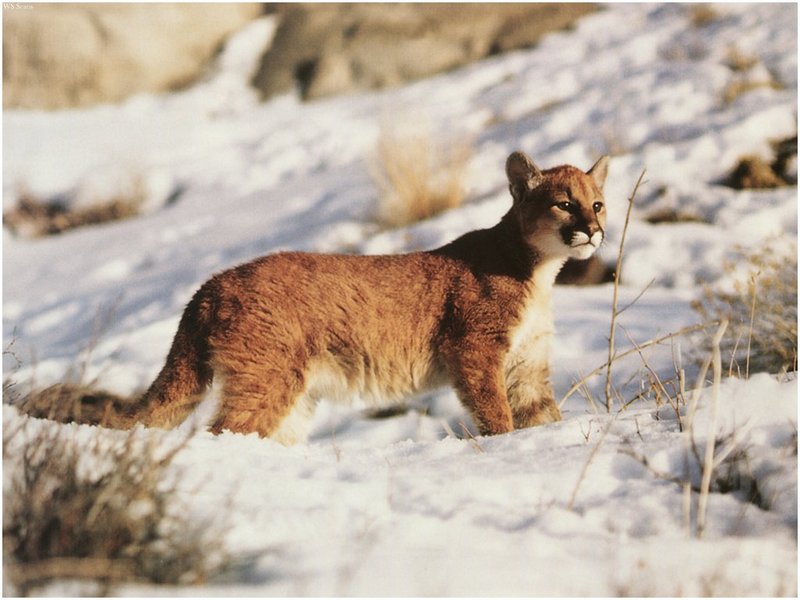 [WillyStoner Scans - Wildlife] Cougar cub; DISPLAY FULL IMAGE.