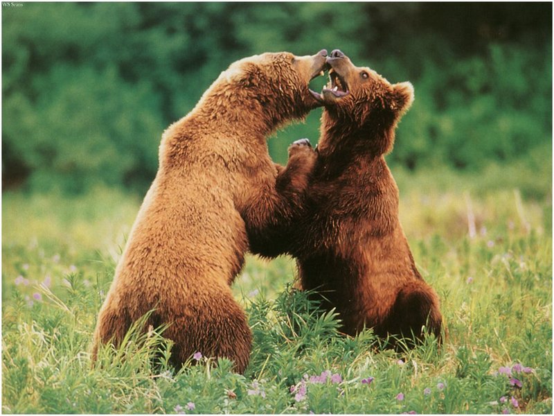 [WillyStoner Scans - Wildlife] Grizzly Bears; DISPLAY FULL IMAGE.