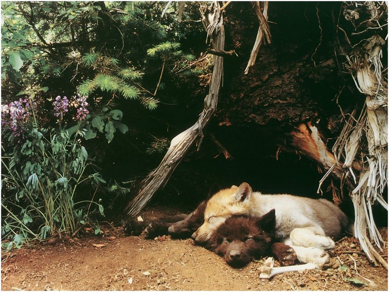 [WillyStoner Scans - Wildlife] Gray Wolf pups; DISPLAY FULL IMAGE.