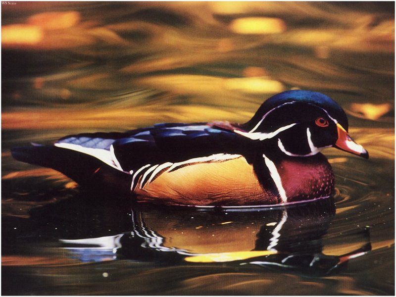 [WillyStoner Scans - Wildlife] Wood Duck; DISPLAY FULL IMAGE.