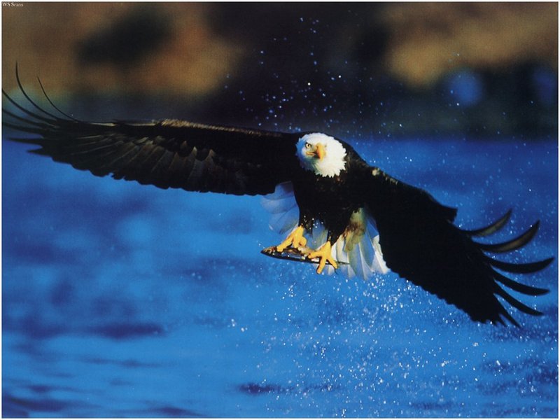 [WillyStoner Scans - Wildlife] Bald Eagle; DISPLAY FULL IMAGE.