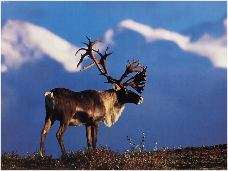 [WillyStoner Scans - Wildlife] Caribou; DISPLAY FULL IMAGE.
