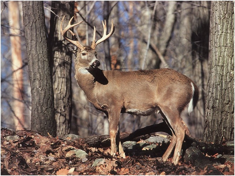 [WillyStoner Scans - Wildlife] Whitetail Deer buck; DISPLAY FULL IMAGE.