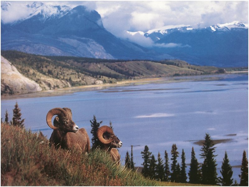 [WillyStoner Scans - Wildlife] Bighorn Sheep rams; DISPLAY FULL IMAGE.