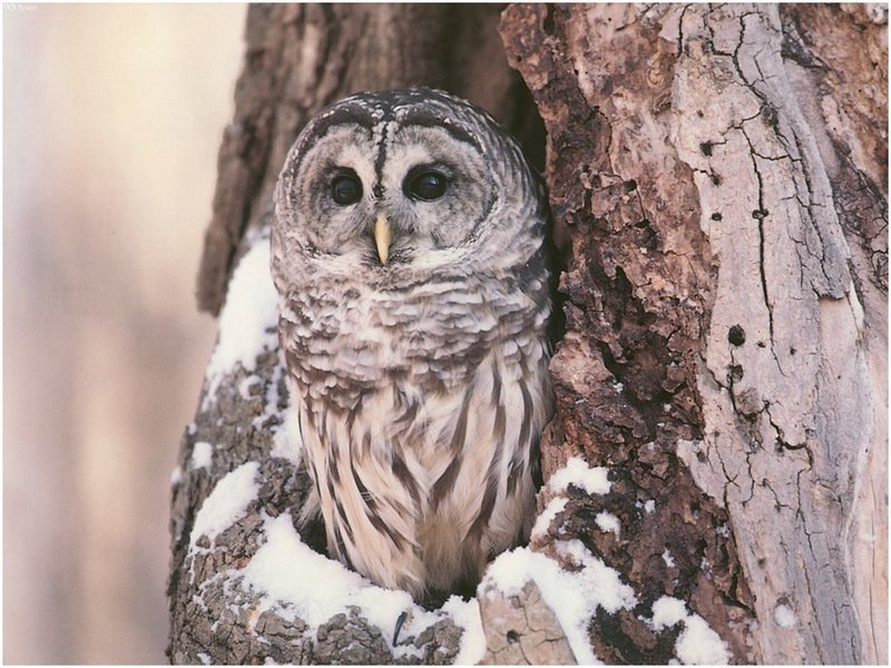 [WillyStoner Scans - Wildlife] Barred Owl; DISPLAY FULL IMAGE.