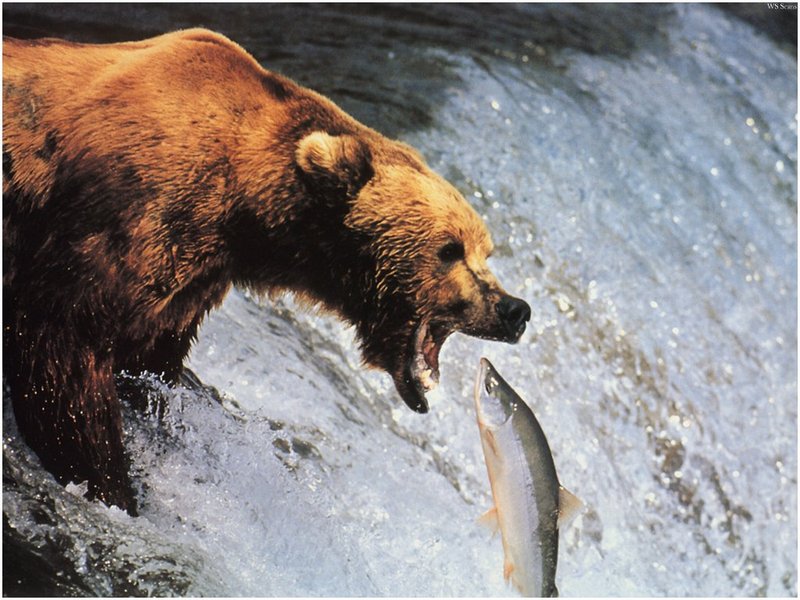 [WillyStoner Scans - Wildlife] Alaskan Brown Bear; DISPLAY FULL IMAGE.