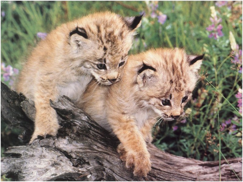 [WillyStoner Scans - Wildlife] Canada Lynx kittens; DISPLAY FULL IMAGE.