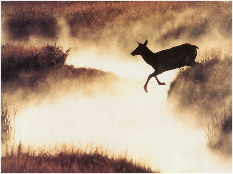 [WillyStoner Scans - Wildlife] Cow Elk; DISPLAY FULL IMAGE.