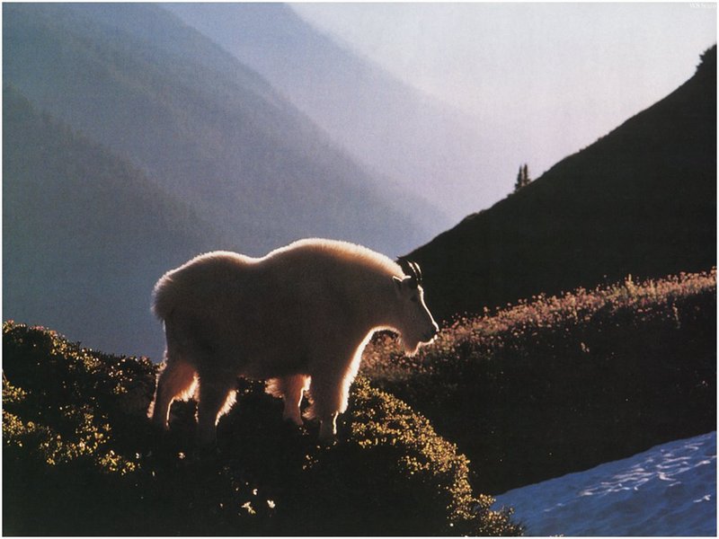 [WillyStoner Scans - Wildlife] Rocky Mountain Goat; DISPLAY FULL IMAGE.