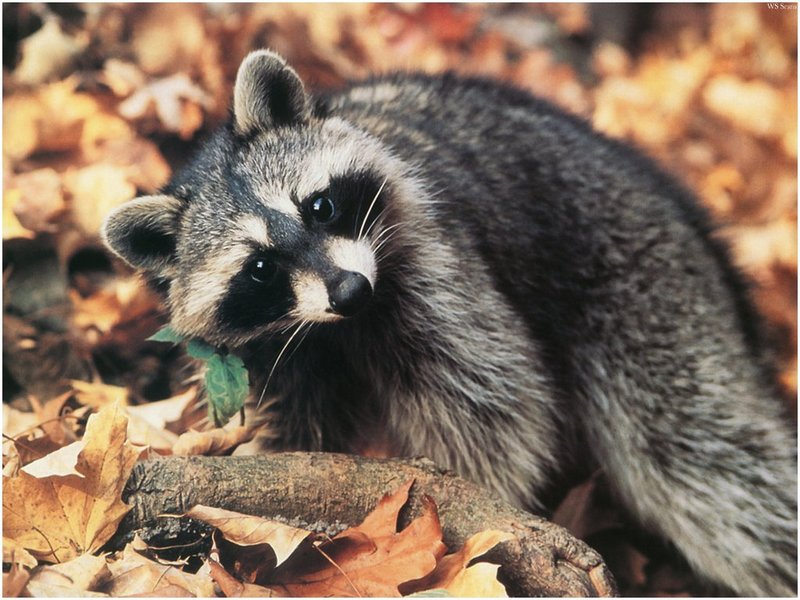 [WillyStoner Scans - Wildlife] American Raccoon; DISPLAY FULL IMAGE.