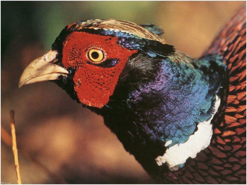[WillyStoner Scans - Wildlife] Ring-necked Pheasant - Phasianus colchicus (Male); DISPLAY FULL IMAGE.