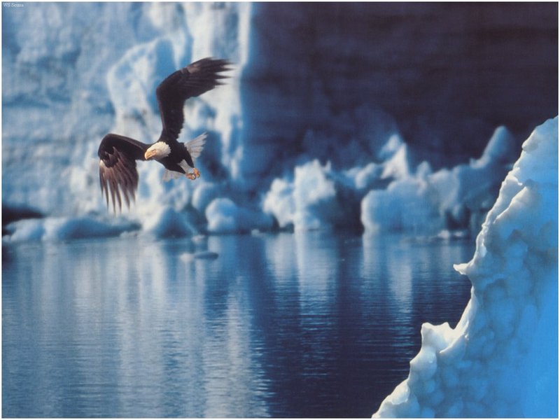 [WillyStoner Scans - Wildlife] Bald Eagle in flight; DISPLAY FULL IMAGE.