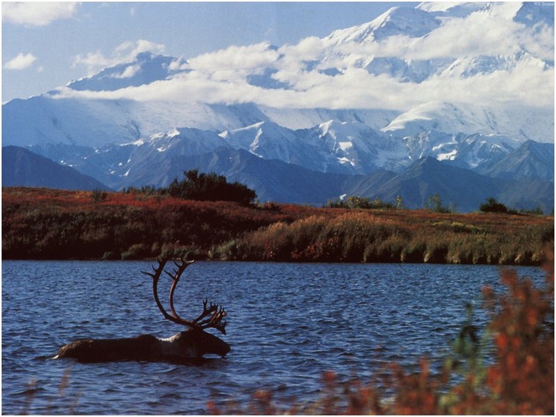 [WillyStoner Scans - Wildlife] Mountain Caribou; DISPLAY FULL IMAGE.
