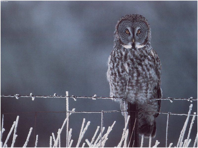 [WillyStoner Scans - Wildlife] Great Gray Owl; DISPLAY FULL IMAGE.