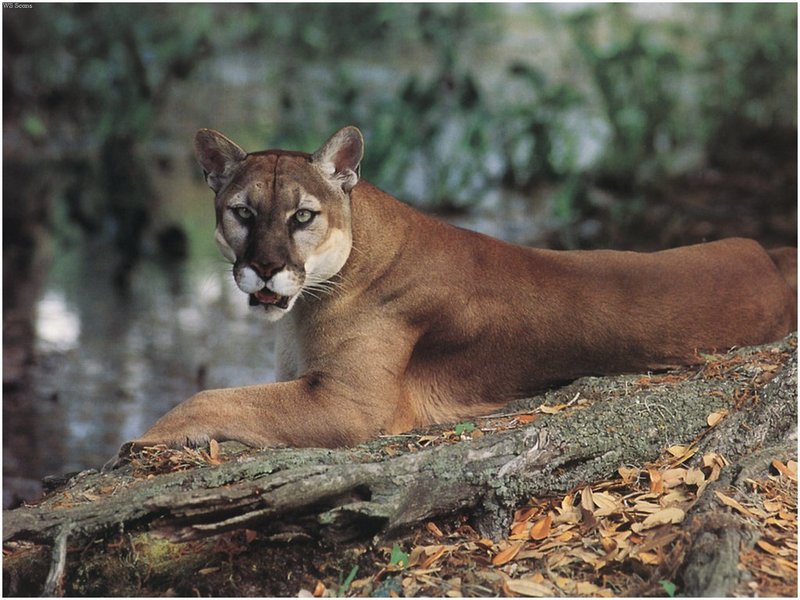 [WillyStoner Scans - Wildlife] Florida Panther; DISPLAY FULL IMAGE.