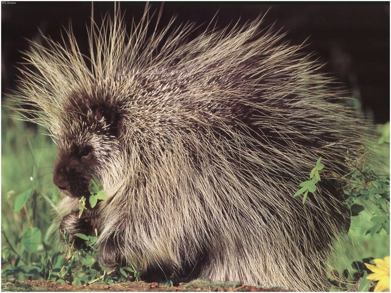 [WillyStoner Scans - Wildlife] North American Porcupine; DISPLAY FULL IMAGE.
