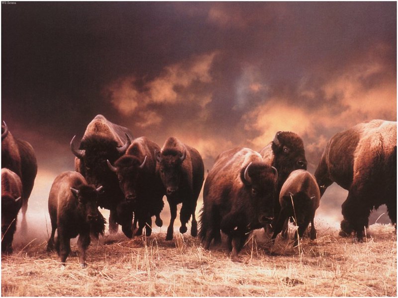 [WillyStoner Scans - Wildlife] American Bison herd; DISPLAY FULL IMAGE.