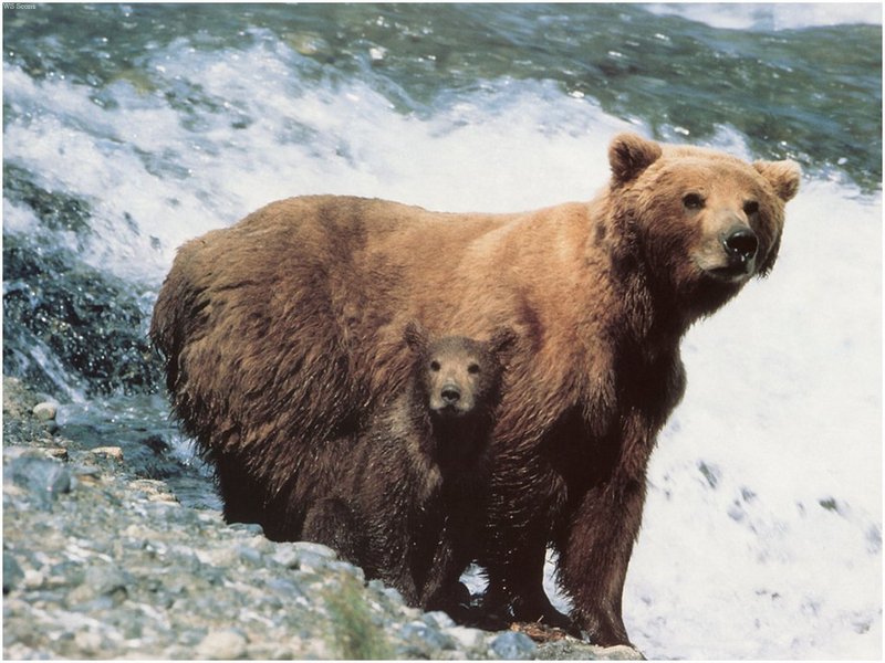 [WillyStoner Scans - Wildlife] Grizzly Bear and cub; DISPLAY FULL IMAGE.